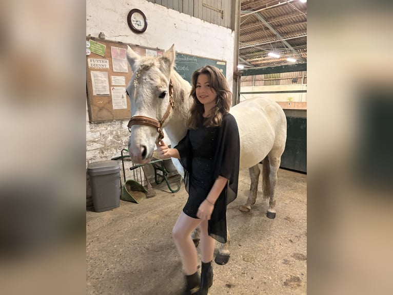 Deutsches Reitpony Stute 17 Jahre 146 cm Apfelschimmel in Winsen (Aller)