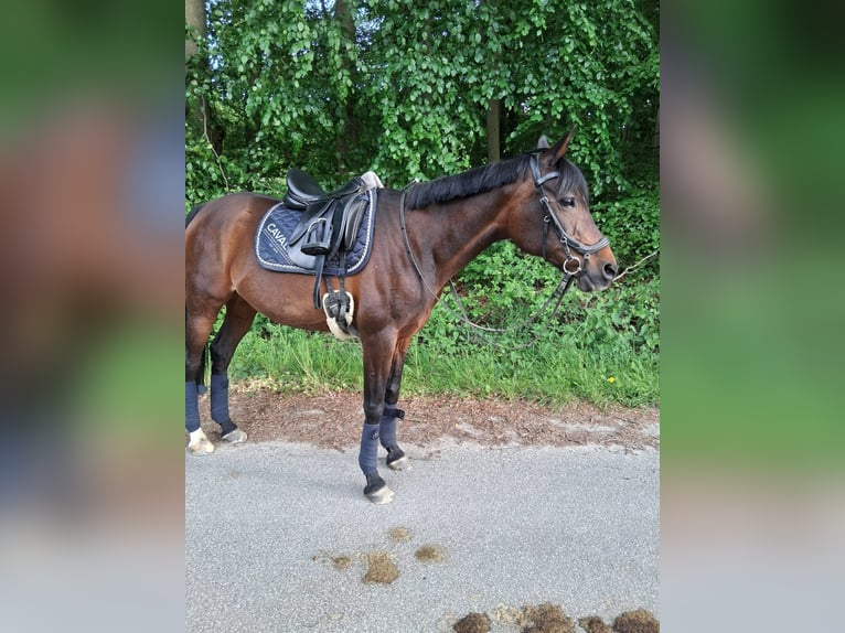 Deutsches Reitpony Mix Stute 17 Jahre 146 cm Brauner in Bielefeld