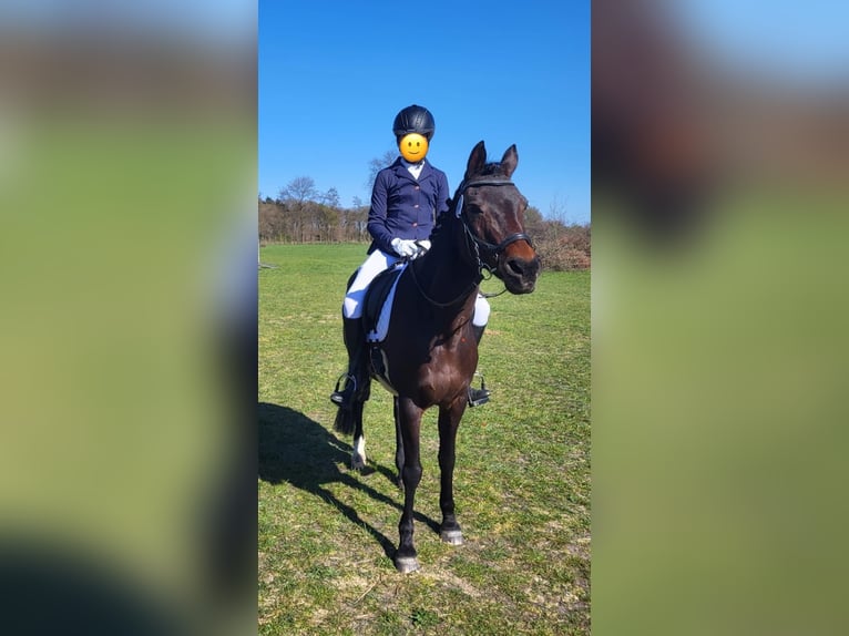 Deutsches Reitpony Mix Stute 17 Jahre 146 cm Brauner in Bielefeld
