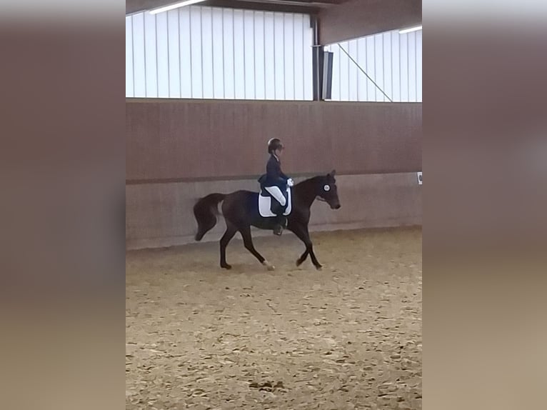 Deutsches Reitpony Mix Stute 17 Jahre 146 cm Brauner in Bielefeld