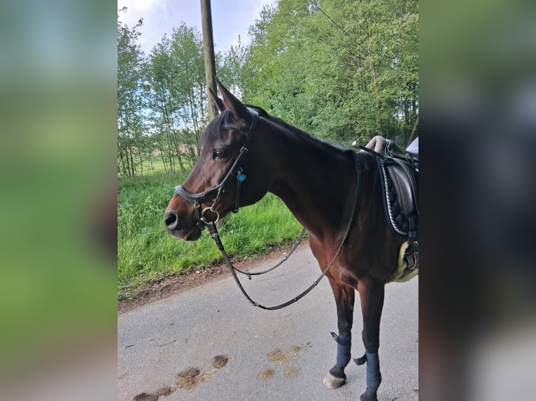 Deutsches Reitpony Mix Stute 17 Jahre 146 cm Brauner in Bielefeld