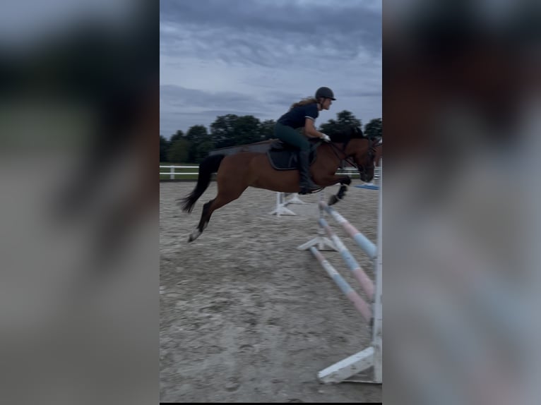 Deutsches Reitpony Stute 17 Jahre 146 cm Brauner in Rosdorf