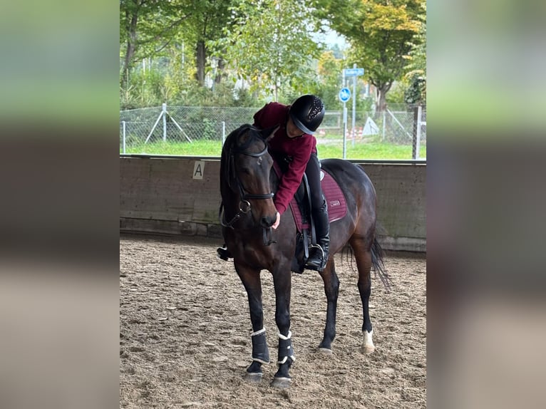 Deutsches Reitpony Stute 17 Jahre 146 cm Dunkelbrauner in Z&#xFC;rich