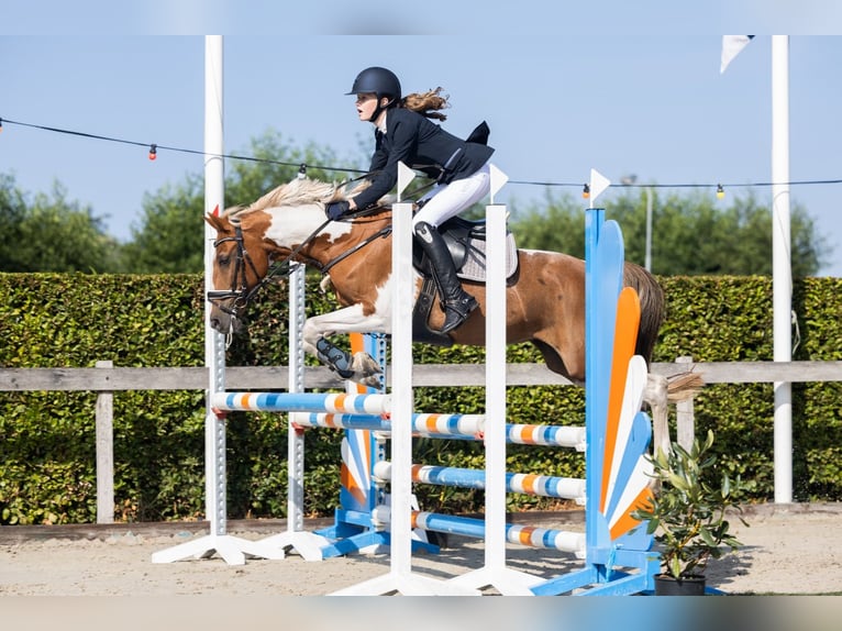 Deutsches Reitpony Stute 17 Jahre 146 cm Schecke in Scherpenzeel