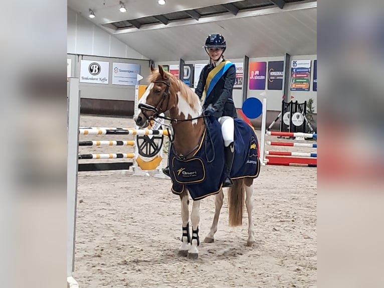 Deutsches Reitpony Stute 17 Jahre 146 cm Schecke in Scherpenzeel