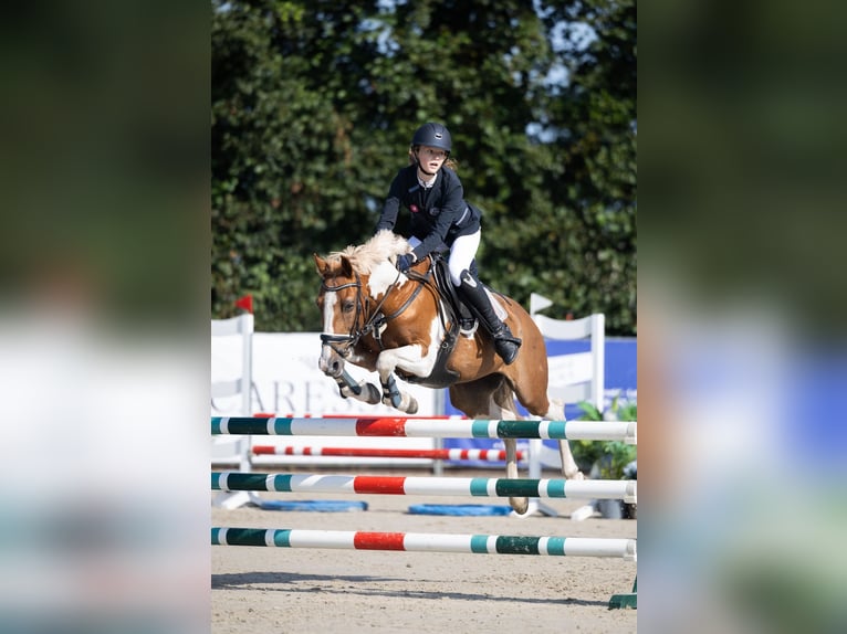 Deutsches Reitpony Stute 17 Jahre 146 cm Schecke in Scherpenzeel