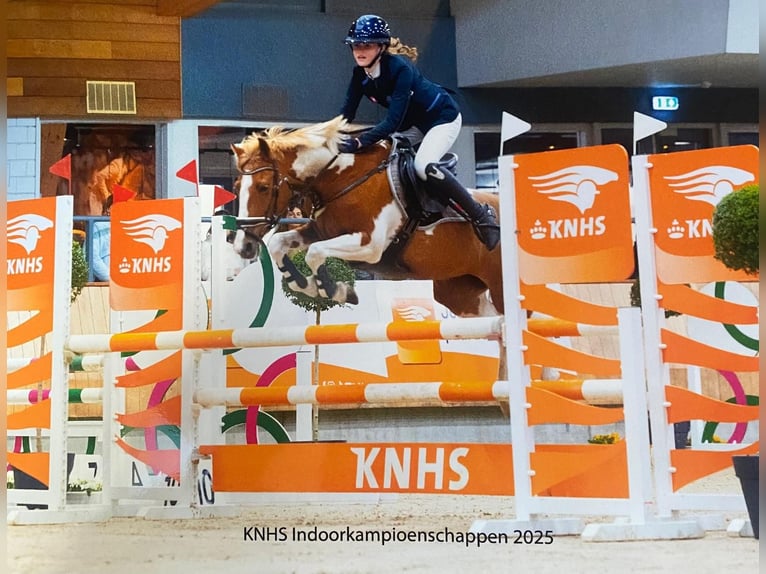 Deutsches Reitpony Stute 17 Jahre 146 cm Schecke in Scherpenzeel
