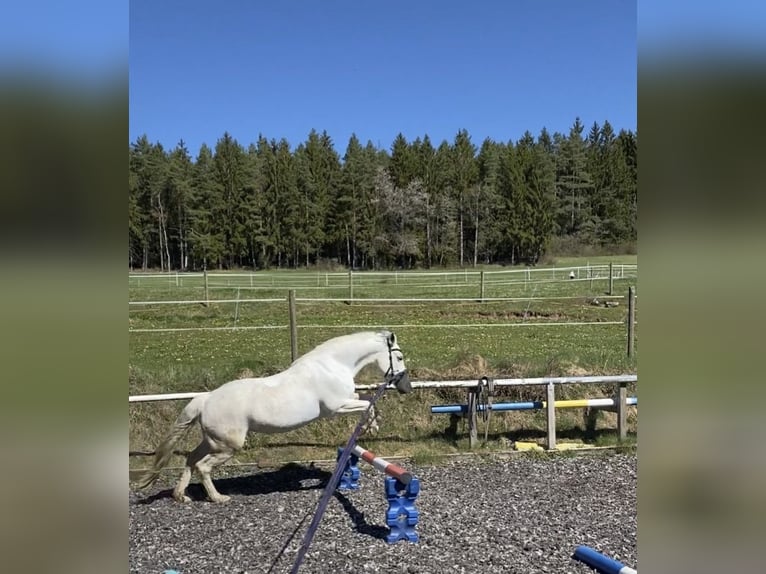 Deutsches Reitpony Mix Stute 17 Jahre 146 cm Schimmel in Loßburg