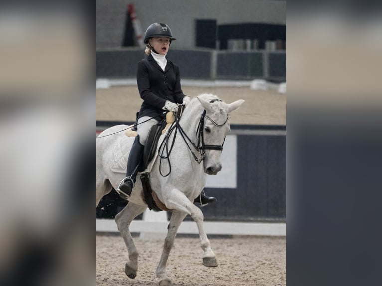 Deutsches Reitpony Stute 17 Jahre 147 cm Apfelschimmel in Aachen