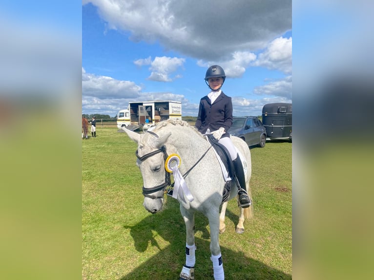 Deutsches Reitpony Stute 17 Jahre 147 cm Apfelschimmel in Aachen