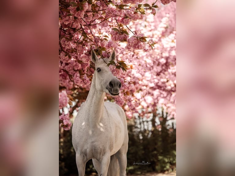 Deutsches Reitpony Stute 17 Jahre 147 cm Apfelschimmel in Aachen