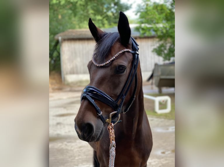 Deutsches Reitpony Stute 17 Jahre 147 cm Brauner in Hamburg