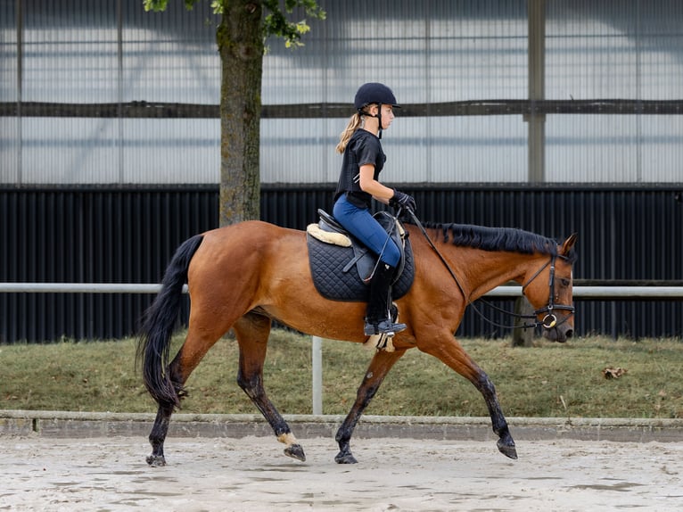 Deutsches Reitpony Stute 17 Jahre 147 cm Brauner in Ascheberg