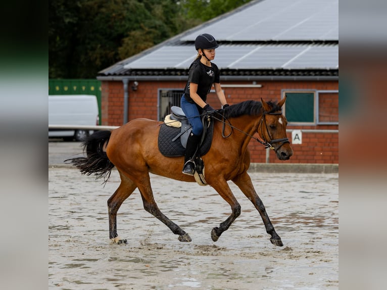 Deutsches Reitpony Stute 17 Jahre 147 cm Brauner in Ascheberg