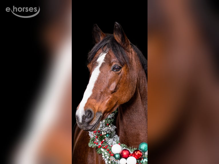 Deutsches Reitpony Stute 17 Jahre 147 cm Brauner in Essen