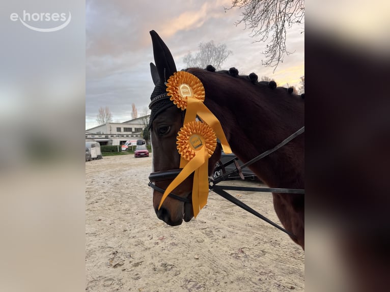 Deutsches Reitpony Stute 17 Jahre 147 cm Brauner in Essen