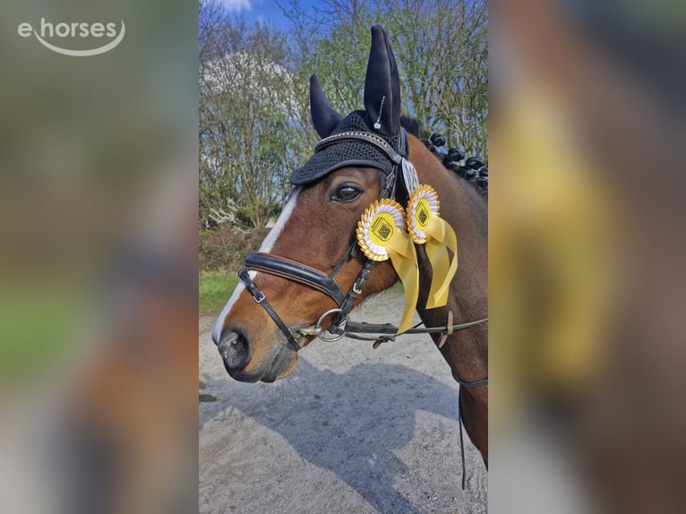 Deutsches Reitpony Stute 17 Jahre 147 cm Brauner in Essen
