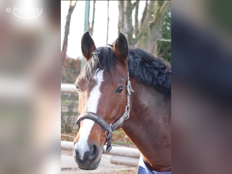 Deutsches Reitpony Stute 17 Jahre 147 cm Brauner in Essen