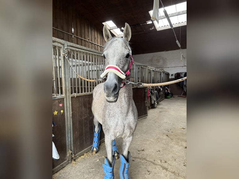 Deutsches Reitpony Stute 17 Jahre 147 cm Fliegenschimmel in Grafschaft