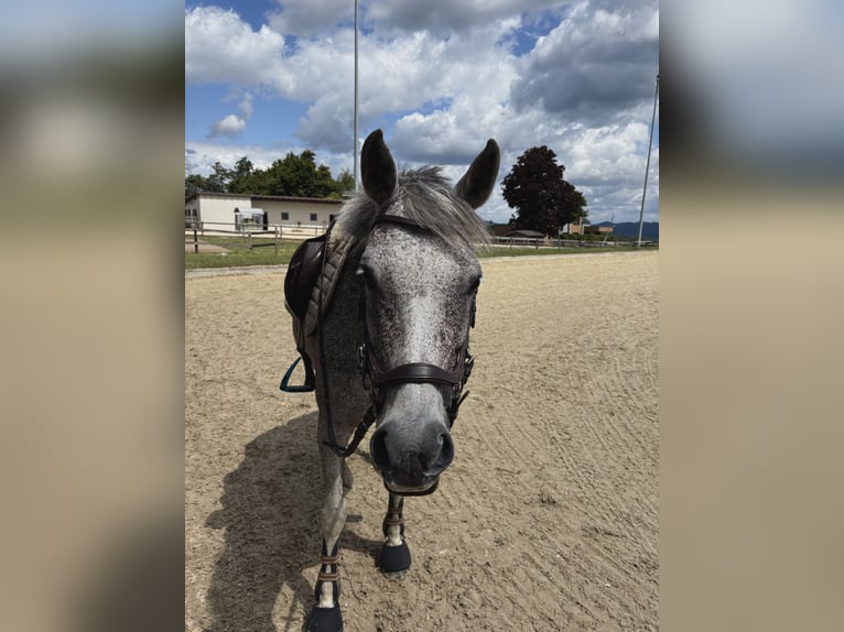 Deutsches Reitpony Stute 17 Jahre 147 cm Fliegenschimmel in Grafschaft