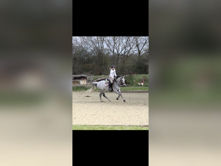 Deutsches Reitpony Stute 17 Jahre 147 cm Fliegenschimmel in Grafschaft