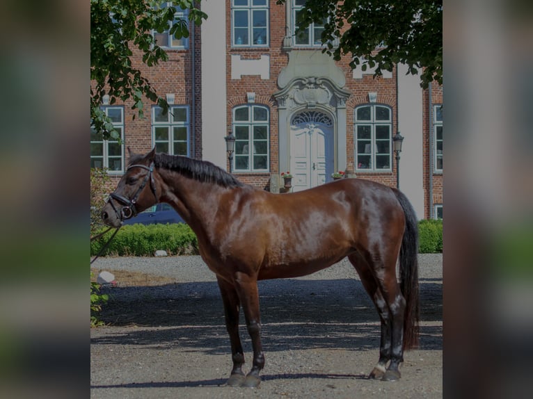 Deutsches Reitpony Stute 17 Jahre 147 cm Rappe in Sch&#xF6;nkirchen