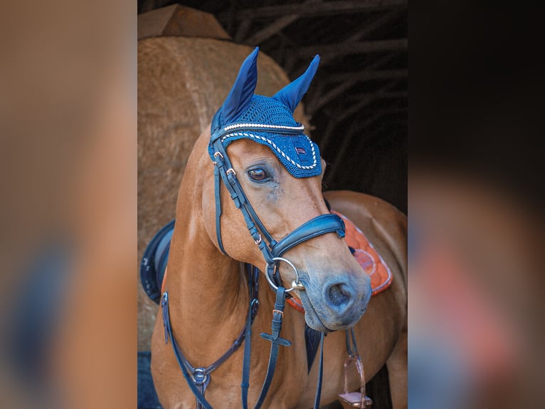 Deutsches Reitpony Stute 17 Jahre 148 cm Brauner in Mihla