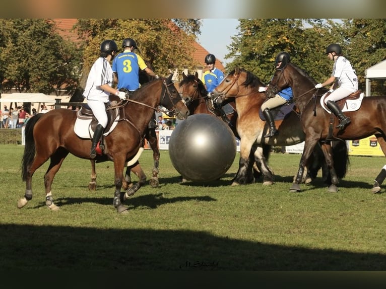 Deutsches Reitpony Stute 17 Jahre 148 cm Brauner in Breddin