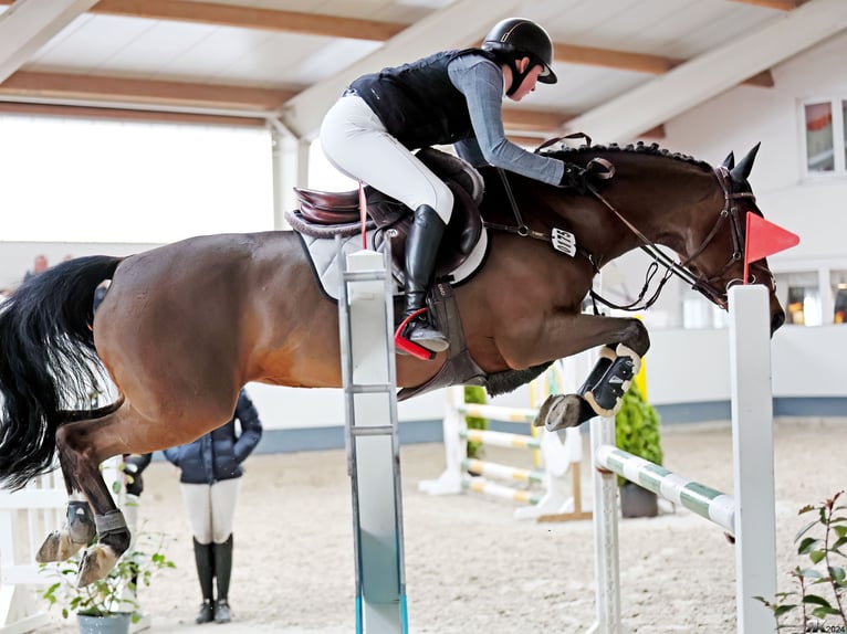 Deutsches Reitpony Stute 17 Jahre 148 cm Brauner in Breddin