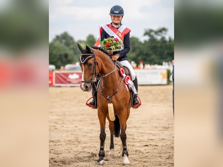 Deutsches Reitpony Stute 17 Jahre 148 cm Brauner in Breddin