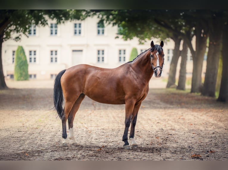 Deutsches Reitpony Stute 17 Jahre 148 cm Brauner in Breddin