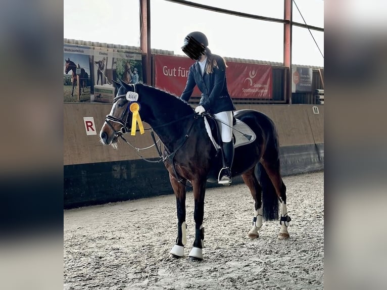 Deutsches Reitpony Stute 17 Jahre 148 cm Dunkelbrauner in Uetze