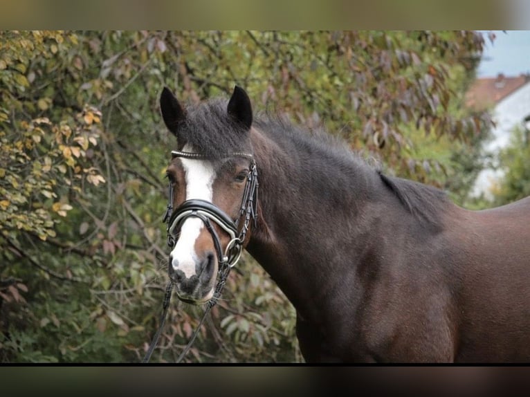 Deutsches Reitpony Stute 17 Jahre 148 cm Dunkelbrauner in Uetze