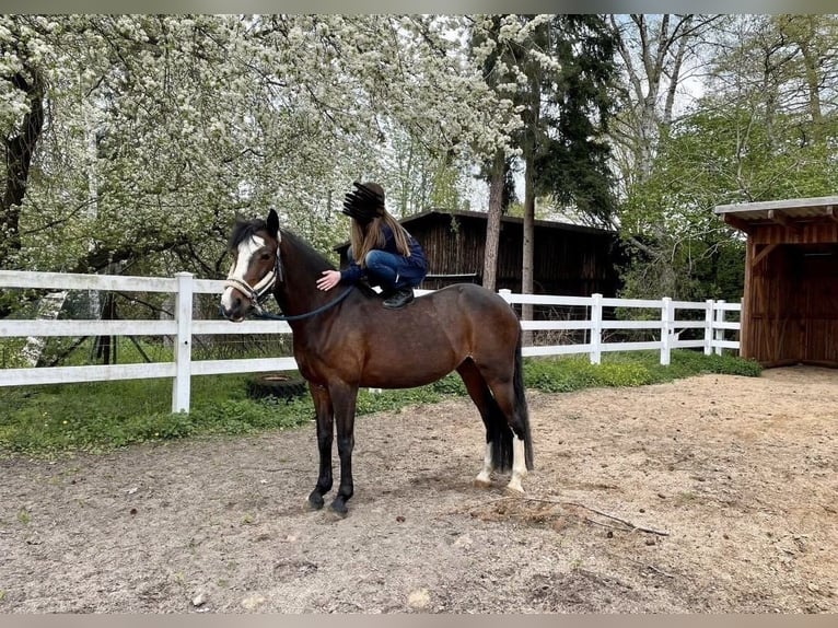 Deutsches Reitpony Stute 17 Jahre 148 cm Dunkelbrauner in Uetze