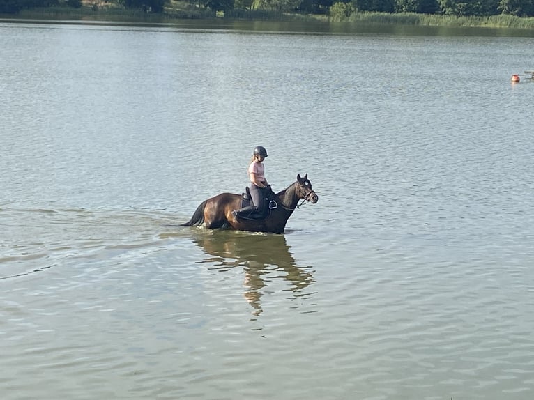 Deutsches Reitpony Stute 17 Jahre 148 cm Dunkelbrauner in Scharbeutz Deutsches Reitpony Stute 17 Jahre 148 cm Dunkelbrauner in Scharbeutz