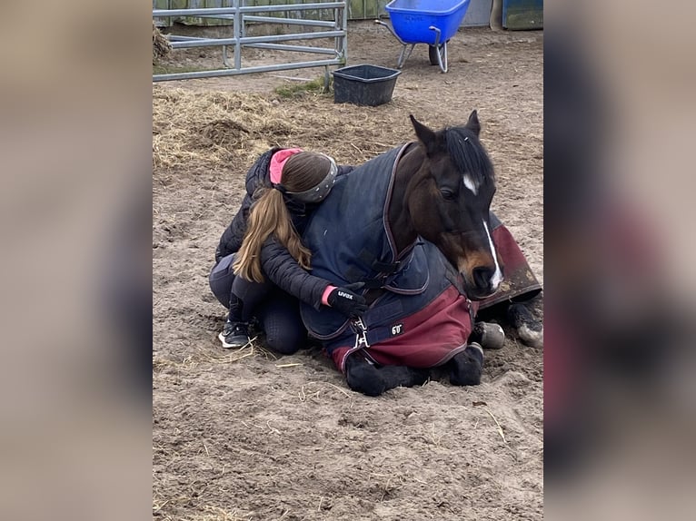 Deutsches Reitpony Stute 17 Jahre 148 cm Dunkelbrauner in Scharbeutz Deutsches Reitpony Stute 17 Jahre 148 cm Dunkelbrauner in Scharbeutz