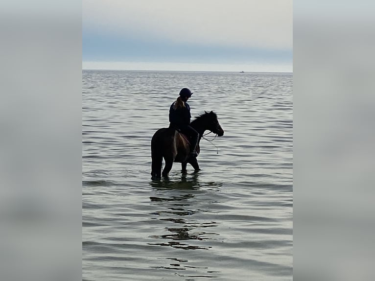 Deutsches Reitpony Stute 17 Jahre 148 cm Dunkelbrauner in Scharbeutz Deutsches Reitpony Stute 17 Jahre 148 cm Dunkelbrauner in Scharbeutz
