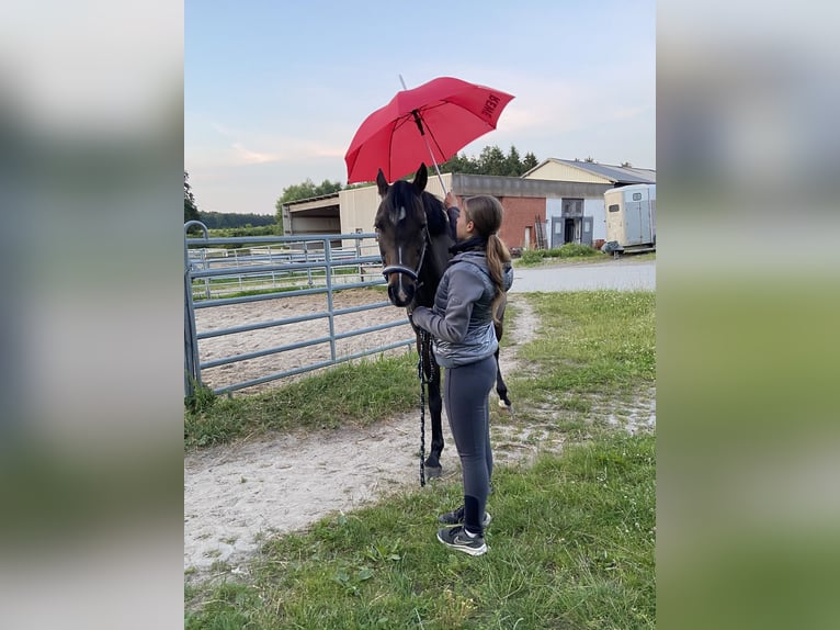 Deutsches Reitpony Stute 17 Jahre 148 cm Dunkelbrauner in Scharbeutz Deutsches Reitpony Stute 17 Jahre 148 cm Dunkelbrauner in Scharbeutz
