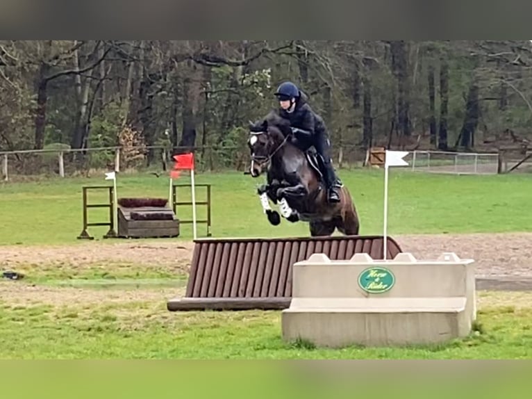 Deutsches Reitpony Stute 17 Jahre 148 cm Dunkelbrauner in Scharbeutz Deutsches Reitpony Stute 17 Jahre 148 cm Dunkelbrauner in Scharbeutz