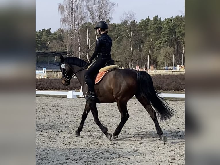 Deutsches Reitpony Stute 17 Jahre 148 cm Dunkelbrauner in Scharbeutz Deutsches Reitpony Stute 17 Jahre 148 cm Dunkelbrauner in Scharbeutz