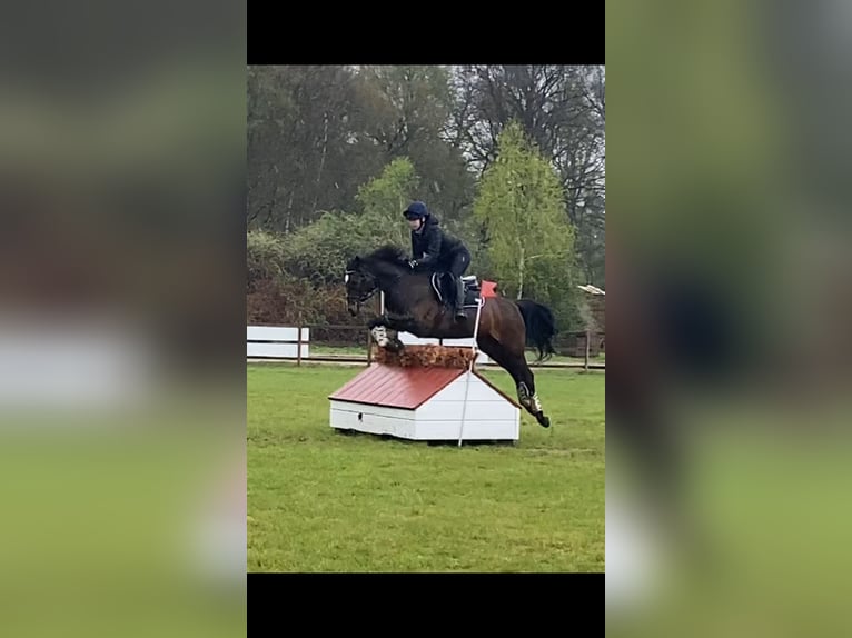 Deutsches Reitpony Stute 17 Jahre 148 cm Dunkelbrauner in Scharbeutz Deutsches Reitpony Stute 17 Jahre 148 cm Dunkelbrauner in Scharbeutz