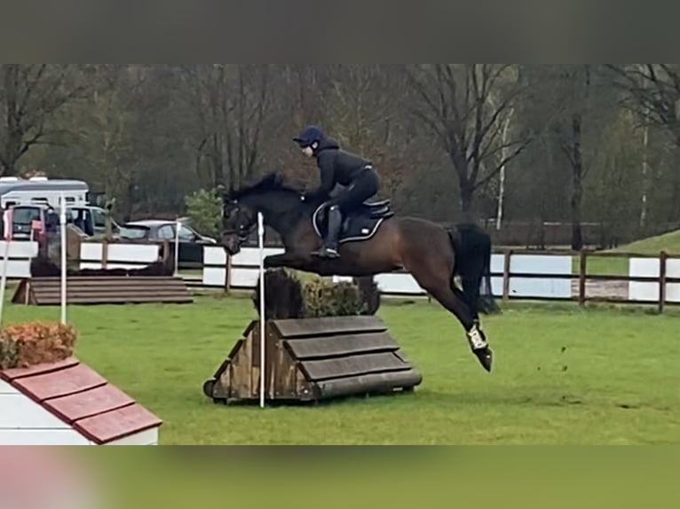 Deutsches Reitpony Stute 17 Jahre 148 cm Dunkelbrauner in Scharbeutz Deutsches Reitpony Stute 17 Jahre 148 cm Dunkelbrauner in Scharbeutz