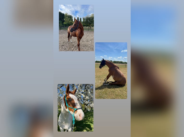 Deutsches Reitpony Stute 17 Jahre 148 cm Fuchs in Krefeld