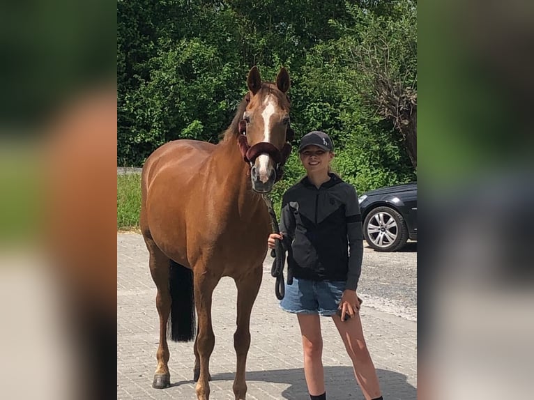 Deutsches Reitpony Stute 17 Jahre 148 cm Fuchs in Dortmund