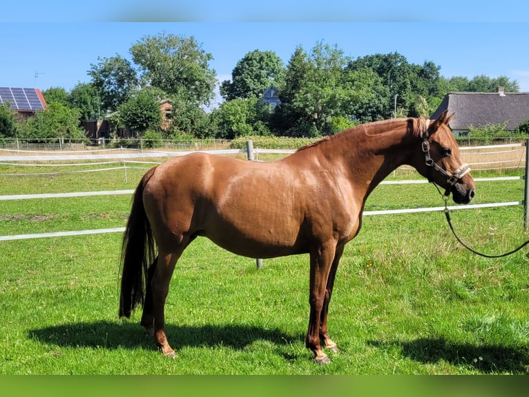 Deutsches Reitpony Stute 17 Jahre 148 cm Fuchs in Alt Bennebek