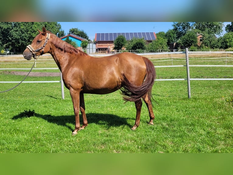 Deutsches Reitpony Stute 17 Jahre 148 cm Fuchs in Alt Bennebek