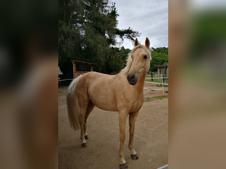 Deutsches Reitpony Stute 17 Jahre 148 cm Palomino in Dieburg