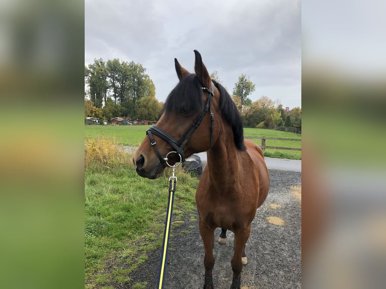 Deutsches Reitpony Stute 17 Jahre 149 cm Brauner in Göttingen