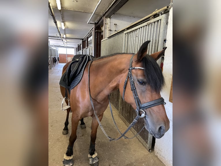 Deutsches Reitpony Stute 17 Jahre 149 cm Brauner in Göttingen