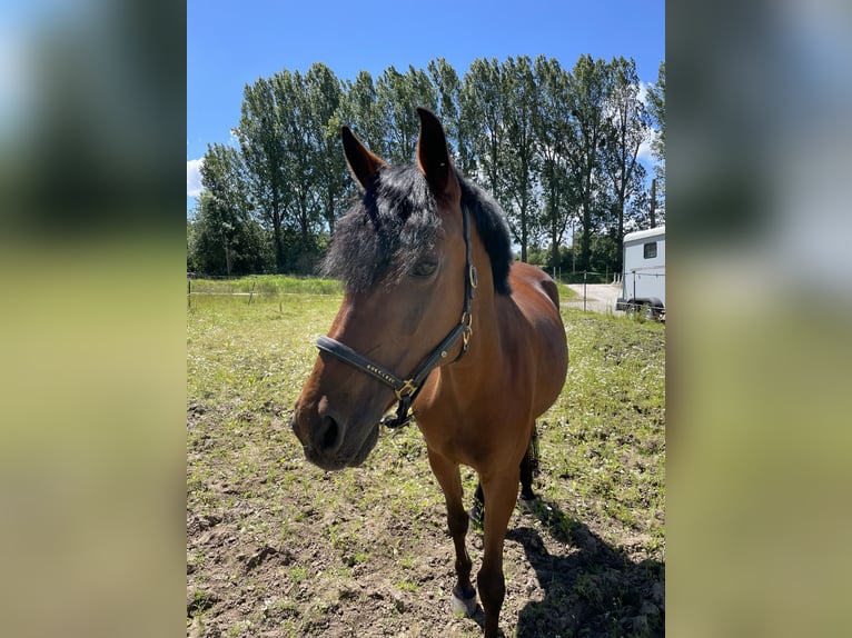 Deutsches Reitpony Stute 17 Jahre 149 cm Brauner in Göttingen